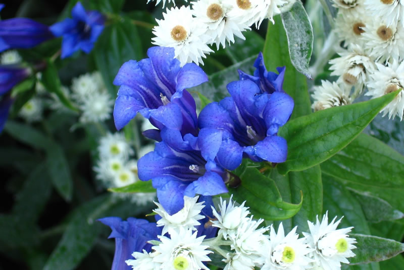 fleurs