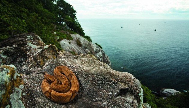 ile queimada grande serpents 1 630x360