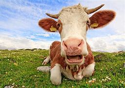 vache